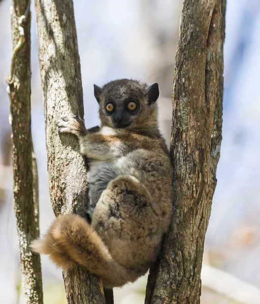 Roodstaart Sportieve Maki Lepilemur Ruficaudatus Nationaal Park Zombitse Vohibasia Madagaskar — Stockfoto