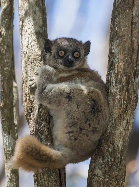 Lemur Esportivo Cauda Vermelha Lepilemur Ruficaudatus Parque Nacional Zombitse Vohibasia — Fotografia de Stock