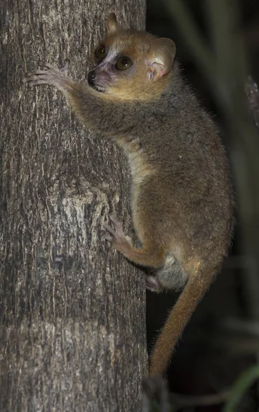 Gray Mouse Lemur Microcebus Murinus Madagaskar Afrika — Stockfoto