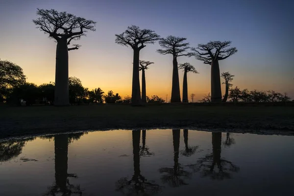 Avenue Baobabs African Baobab Adansonia Digitata Sunset Reflection Morondava Madagascar — Stock Photo, Image