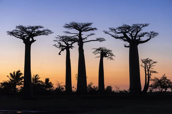 Aleja Baobabów Baobab Afrykański Adansonia Digitata Zachodzie Słońca Morondava Madagaskar — Zdjęcie stockowe