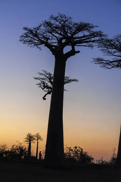 Avenue Baobabs African Baobab Adansonia Digitata Sunset Morondava Madagascar Africa — Stock Photo, Image