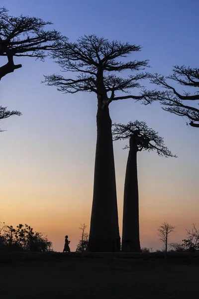 Woman Walking Avenue Baobabs African Baobab Adansonia Digitata Sunset Morondava — Stock Photo, Image