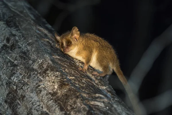 Szary Lemur Myszy Microcebus Murinus Madagaskar Afryka — Zdjęcie stockowe