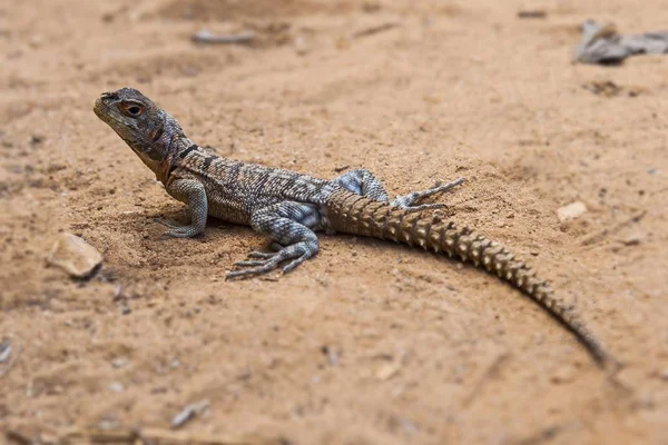 Lizard Iguanid Collared Iguana Iguana Colorada Opulurus Cuvieri Kirindy Madagascar — Foto de Stock