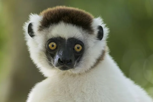 Sifaka Verreaux Propithecus Verreauxi Madagascar Afrique — Photo