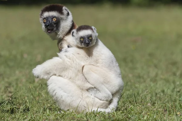 Verreaux Nun Sifaka Propithecus Verreauxi Sırtında Yavrusuyla Annesi Madagaskar Afrika — Stok fotoğraf