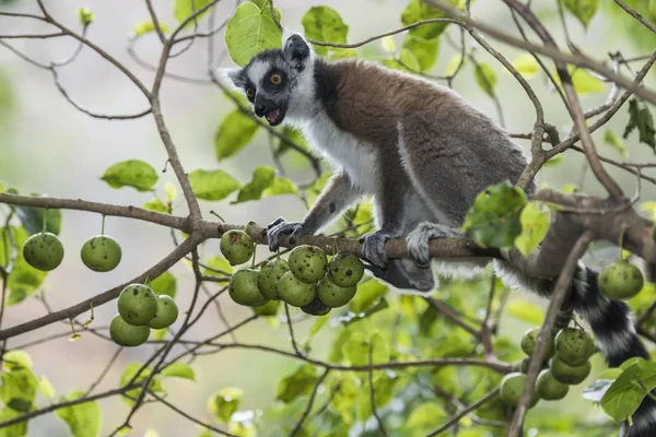 Ringsvansad Lemur Lemur Catta Träd Med Frukter Madagaskar Afrika — Stockfoto