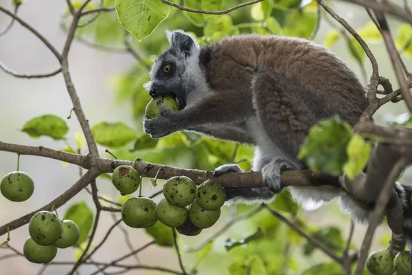 Ringsvansad Lemur Lemur Catta Ett Träd Som Livnär Sig Frukt — Stockfoto