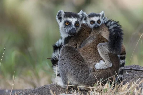 Ringsvansad Lemur Lemur Catta Vuxen Med Unga Rygg Marken Adringitra — Stockfoto