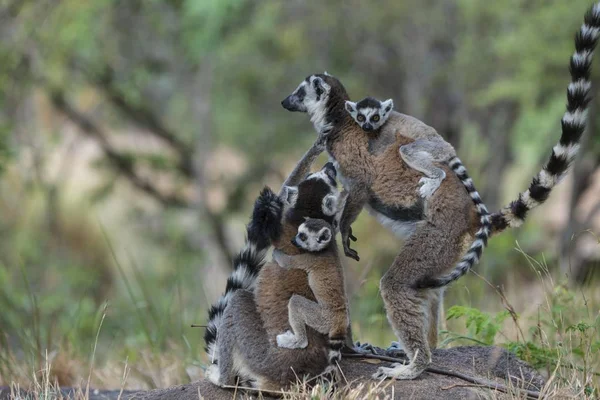 Halka Kuyruklu Lemur Lemur Catta Sırtı Genç Yetişkinler Adringitra Bölgesi — Stok fotoğraf