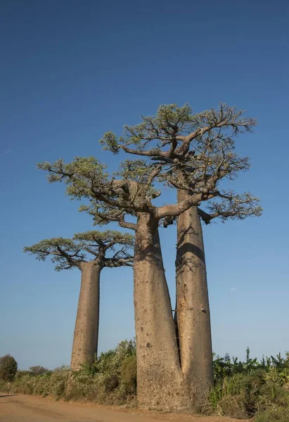 Avenue Baobabs Twin Baobab Adansonia Grandidieri Morondava Madagascar Africa — Stock Photo, Image