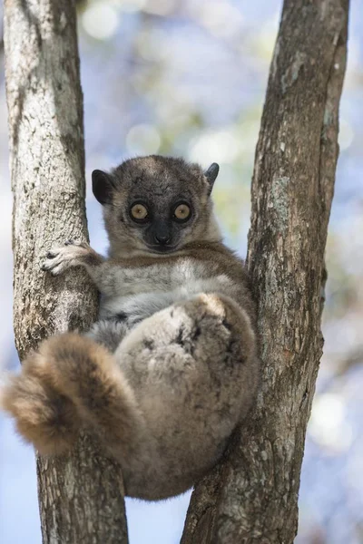 Hubbards Portiva Lemur Lepilemur Hubbardorum Tsombitse Nationalpark Madagaskar Afrika — Stockfoto