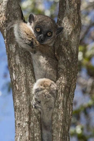 Hubbards Portiva Lemur Lepilemur Hubbardorum Tsombitse Nationalpark Madagaskar Afrika — Stockfoto