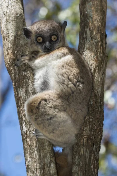 Hubbards Portiva Lemur Lepilemur Hubbardorum Tsombitse Nationalpark Madagaskar Afrika — Stockfoto
