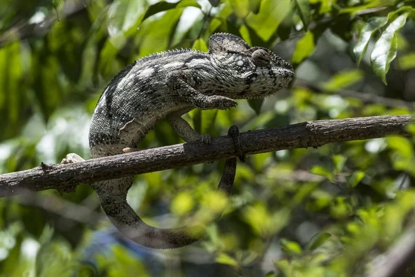 Oustalet Malagasy Giant Chameleon Furcifer Oustaleti Adringitra Region Madagascar Africa — Stock Photo, Image