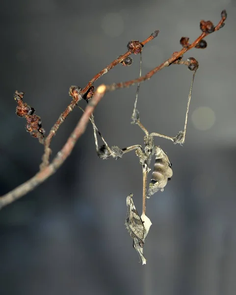 漫无目的的小提琴螳螂特写 — 图库照片