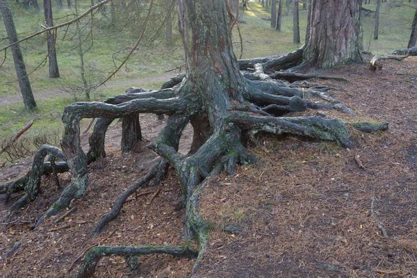 在19世纪 在瑞典伊斯塔德的松树林中种植了空中根 以阻止沙地漂移 — 图库照片