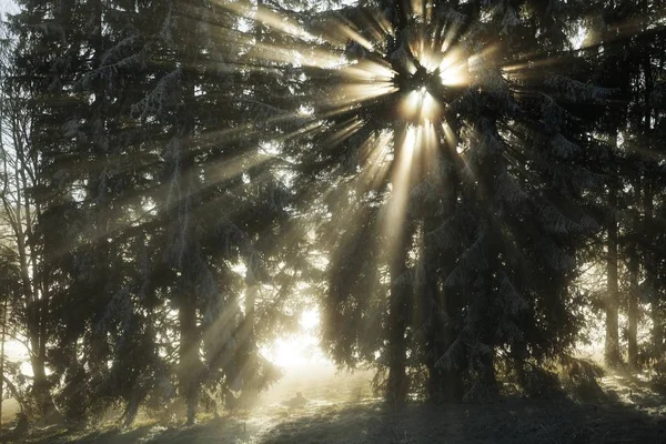 Raios Solares Floresta Abeto Inverno Feldberg Baden Wrtemberg Alemanha Europa — Fotografia de Stock