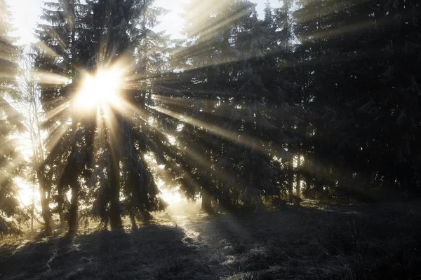 Rayos Solares Bosque Abetos Invierno Feldberg Baden Wrttemberg Alemania Europa — Foto de Stock