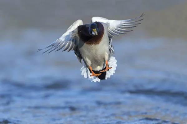 Mallard Drake Duck Wild Nature — Stock Photo, Image