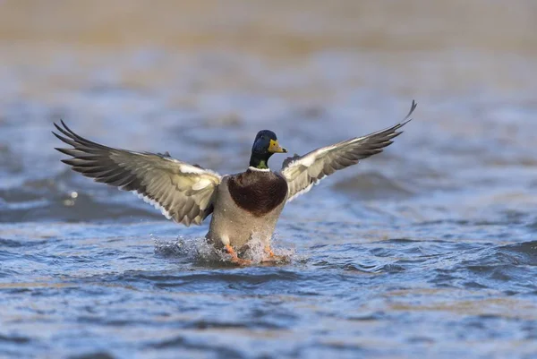 Mallard Drake Duck Wild Nature — Stock Photo, Image