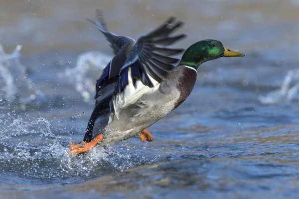 Mallard Drake Duck Wild Nature — Stock Photo, Image