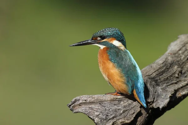 Kingfisher Alcedo Atthis Adult Male Hunting Stand Hunting Middle Elbe — Stock Photo, Image