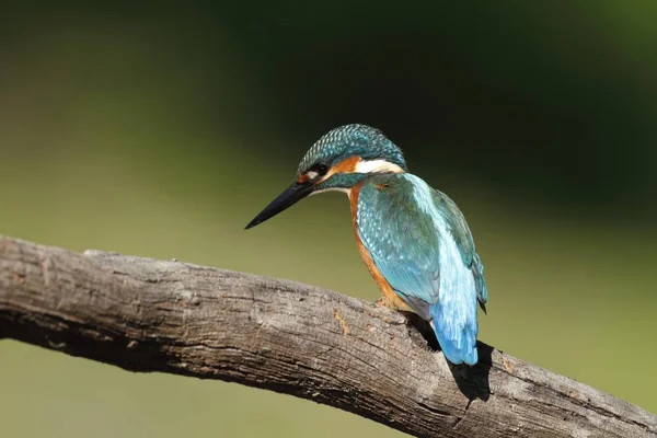Kingfisher Alcedo Atthis 자리잡은 가운데 생물권 — 스톡 사진