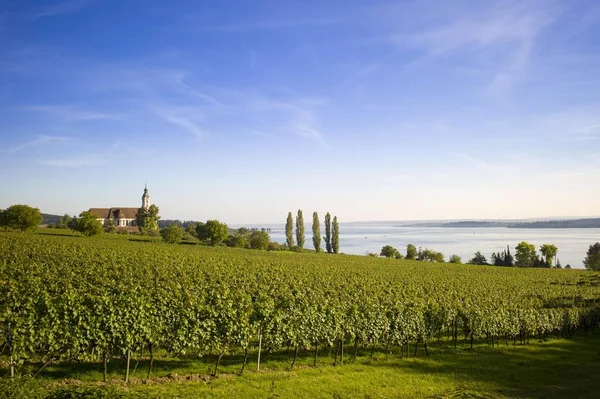 Vinodlingar Vid Bodensjön Birnau Pilgrimskyrka Birnau Baden Wrttemberg Tyskland Europa — Stockfoto