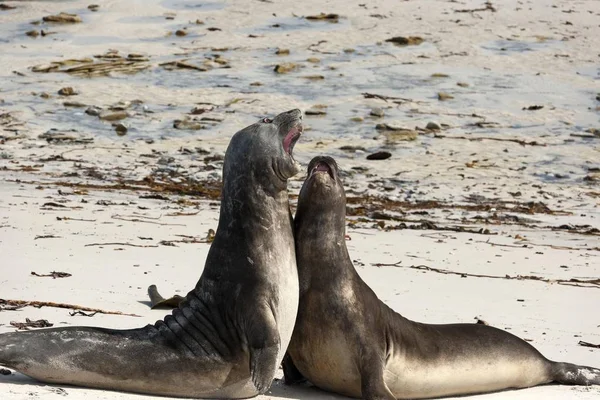 Southern Elephant Seal Mirounga Leonina Juveniles Play Carcass Island Falkland — 图库照片