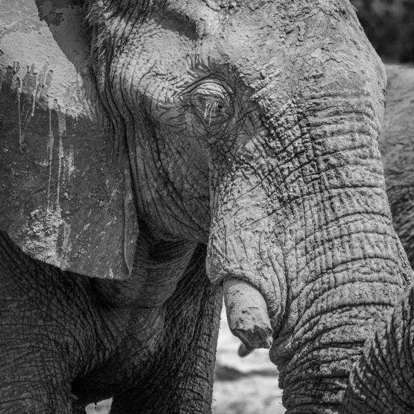 Αφρικανικός Ελέφαντας Loxodonta Africana Σπασμένο Χαυλιόδοντα Καλυμμένος Λάσπη Ghoha Hills — Φωτογραφία Αρχείου
