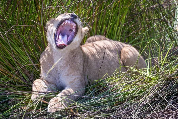 Lion Cub Panthera Leo Yawning Partial Shade Okavango Delta Botswana — Stock Photo, Image