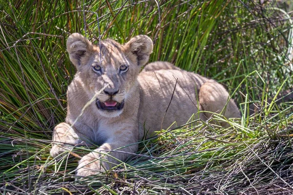 Cachorro León Panthera Leo Jadeando Sombra Parcial Delta Del Okavango — Foto de Stock