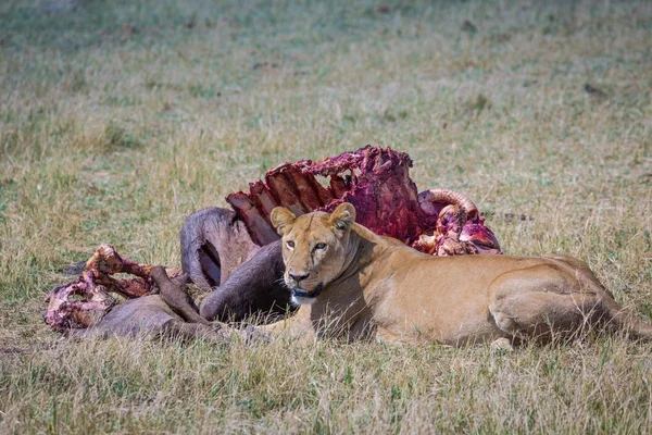 殺された半食のバッファロー岬を守る雌ライオン Panthera Leo オカバンゴデルタ ボツワナ アフリカ — ストック写真