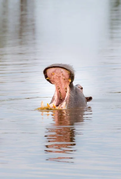 Hippopotamus Hippopotamus Amphibius Buraco Água Que Abre Boca Okavango Delta — Fotografia de Stock