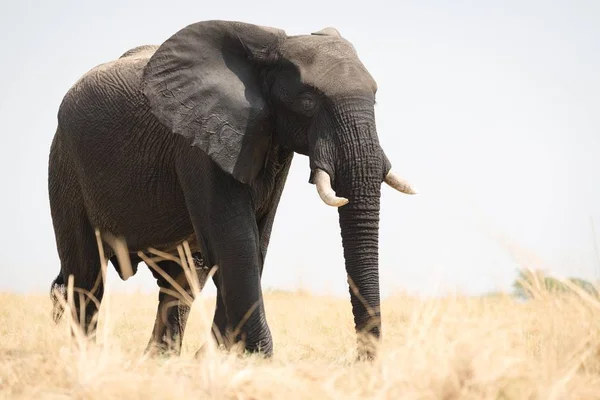 Αφρικανικός Ελέφαντας Loxodonta Africana Οπίσθιο Φωτισμό Εθνικό Πάρκο Chobe Μποτσουάνα — Φωτογραφία Αρχείου