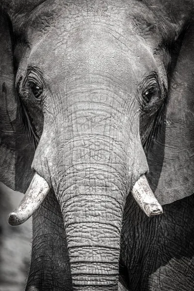 Elefante Africano Loxodonta Africana Con Colmillo Roto Parque Nacional Chobe — Foto de Stock