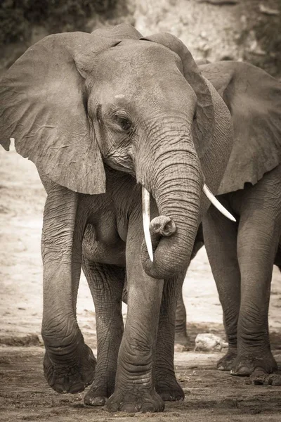 Αφρικανικός Ελέφαντας Loxodonta Africana Κουλουριασμένο Κορμό Chobe National Park Μποτσουάνα — Φωτογραφία Αρχείου