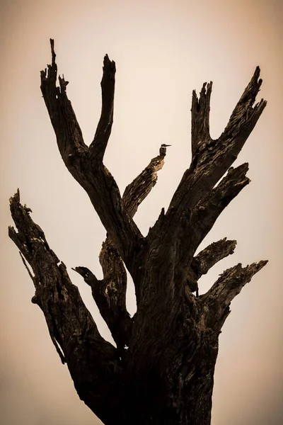 Toter Baum Gegenlicht Sonnenuntergang Mit Ratteneisvogel Ceryle Rudis Auf Einem — Stockfoto