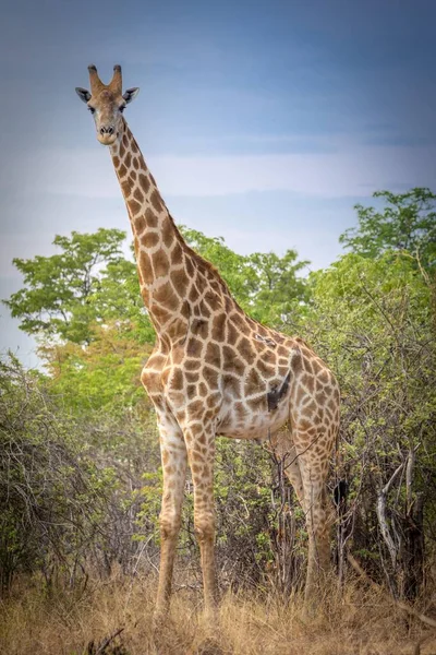 Angolan Giraffe Giraffa Camelopardalis Angolensis Front Bushland Ghoha Hills Chobe — Stock Photo, Image