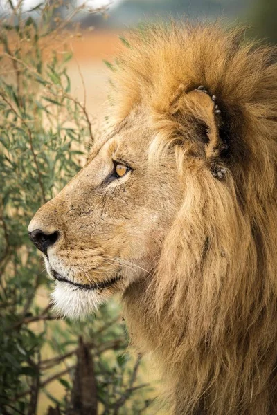 진드기가 수사자 Panthera Leo 아프리카 보츠와 오카방고 — 스톡 사진