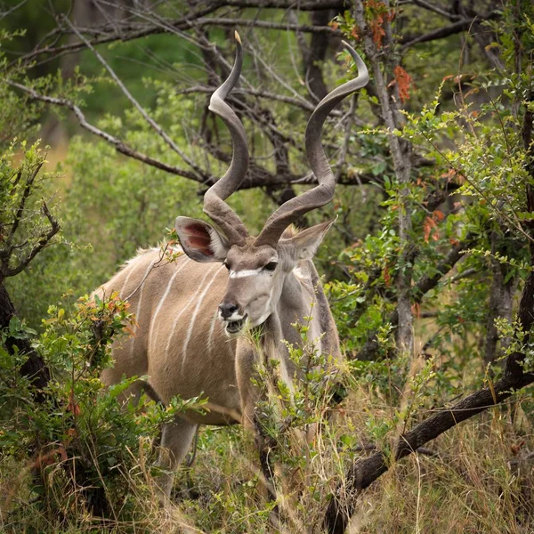 Großer Kudu Tragelaphus Strepsiceros Ernährt Sich Dichten Busch Okavango Delta — Stockfoto