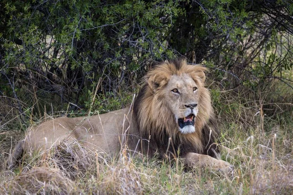 Самець Лева Panthera Leo Чорною Гривою Лежить Ротом Перед Кущем — стокове фото