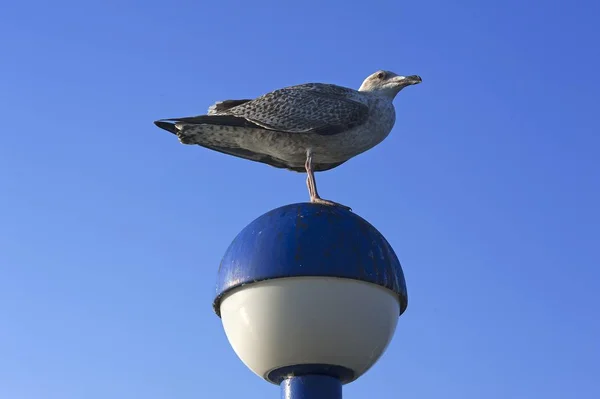 Young Yellow Legged Gull Larus Michahellis Lantern Blue Sky Zingst — Stock Photo, Image