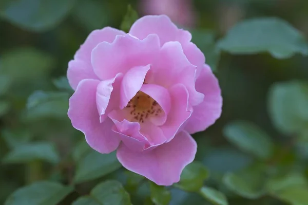 Rosa Rosa Rosa Flor —  Fotos de Stock