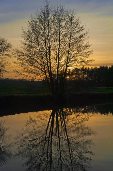 Evening Atmosphere Backlit Tree Reflections Pond Herpersdorf Middle Franconia Bavaria — стокове фото