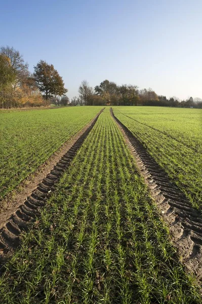 Budding Winter Wheat Triticum Tractor Tracks Field Mecklenburg Western Pomerania — стокове фото