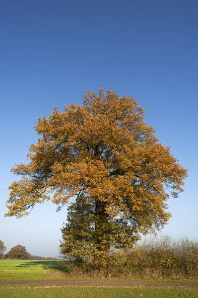 Grande Carvalho Quercus Outono Contra Céu Azul Mecklemburgo Pomerânia Ocidental — Fotografia de Stock