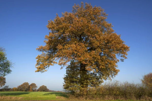 Roble Grande Quercus Otoño Contra Cielo Azul Mecklemburgo Pomerania Occidental — Foto de Stock